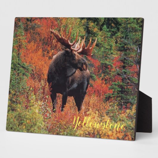 Foto Plaque-Yellowstone Moose Fotoplaat (Zijkant)