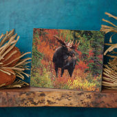 Foto Plaque-Yellowstone Moose Fotoplaat (Zijkant)