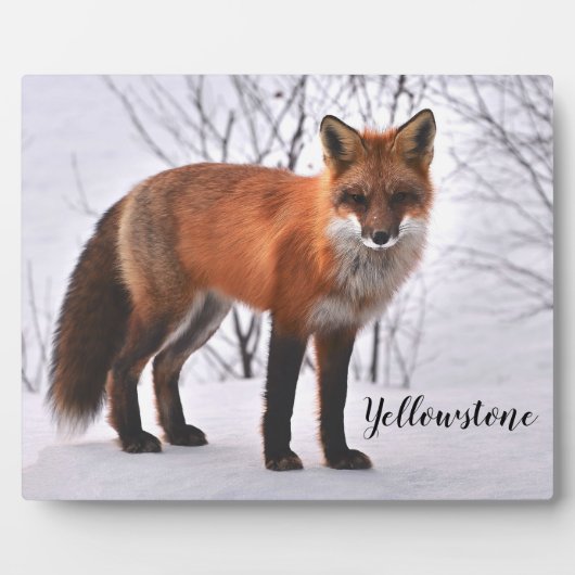 Foto Plaque-Yellowstone Red Fox Fotoplaat (Voorkant)
