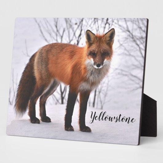 Foto Plaque-Yellowstone Red Fox Fotoplaat (Zijkant)