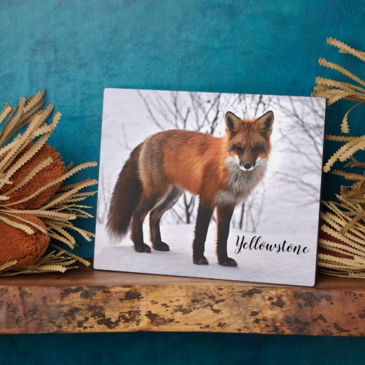 Foto Plaque-Yellowstone Red Fox Fotoplaat (Zijkant)