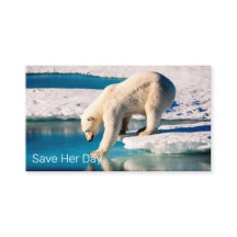 Foto Polar Beer Blue White Natuur