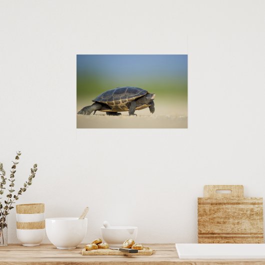 Foto Poster schildpad / amfibie Sluiten (Keuken)