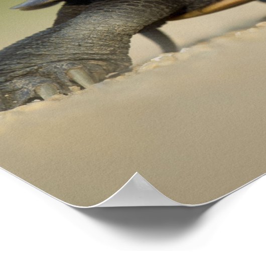 Foto Poster schildpad / amfibie Sluiten (Hoek)