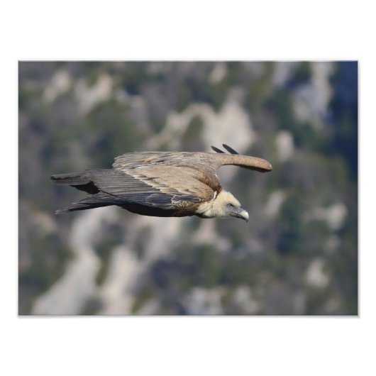 Foto/poster van de fauna foto afdruk (Voorkant)