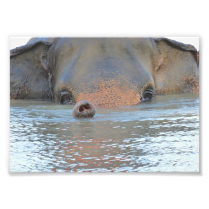 Foto prints: Wildlife en Natuur Fotografie Foto Afdruk