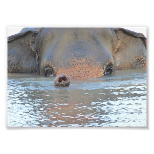 Foto prints: Wildlife en Natuur Fotografie Foto Afdruk (Voorkant)