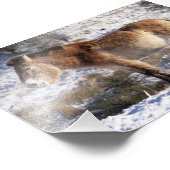 Foto: Przewalski paard Foto Afdruk (Hoek)