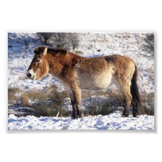 Foto: Przewalski paard Foto Afdruk (Voorkant)