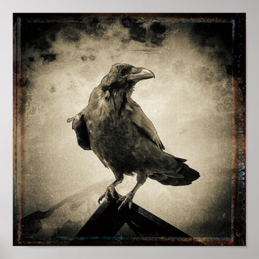 foto Raven Poster (Voorkant)