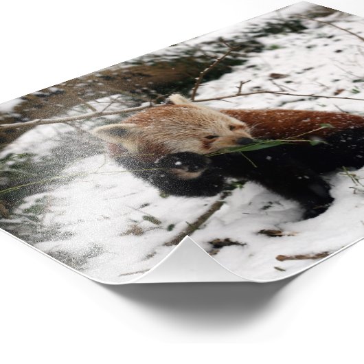 Foto: red panda 2 foto afdruk (Hoek)