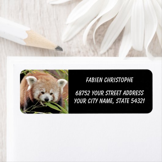 Foto: Red panda, Animal 0530. Etiket (Insitu)