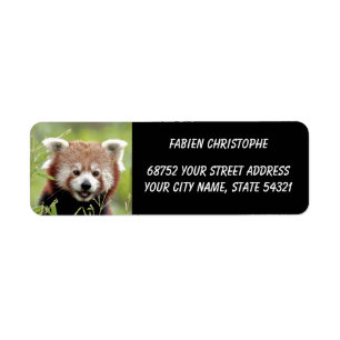 Foto: Red panda, Animal 0533. Etiket