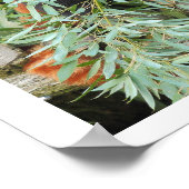 Foto: Red panda, Animal 0612. Poster (Hoek)