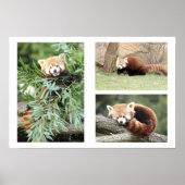 Foto: Red panda, Animal 0612. Poster (Voorkant)