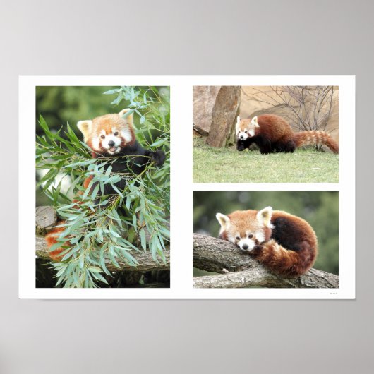 Foto: Red panda, Animal 0612. Poster (Voorkant)