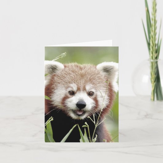 Foto: red panda, animal 0635. kaart (Voorkant)