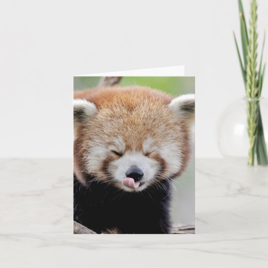 Foto: red panda, animals 0634. kaart (Voorkant)