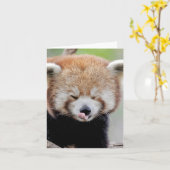 Foto: red panda, animals 0634. kaart (Gele Bloem)