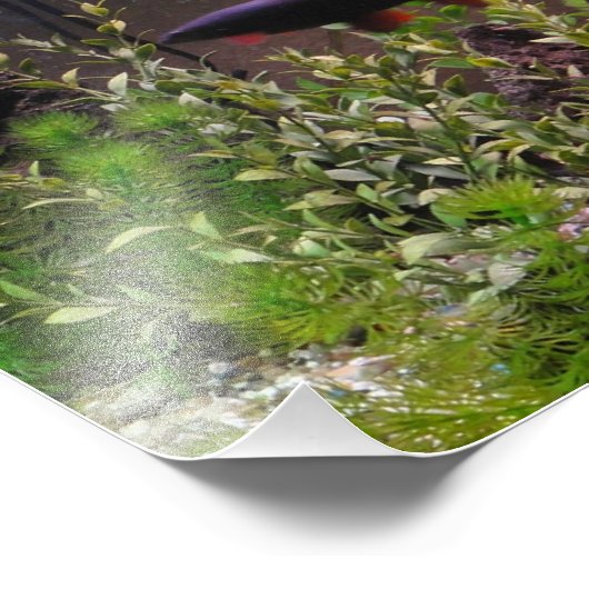 Foto regenbooghaai foto afdruk (Hoek)