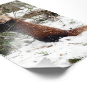 Foto: rode panda foto afdruk (Hoek)