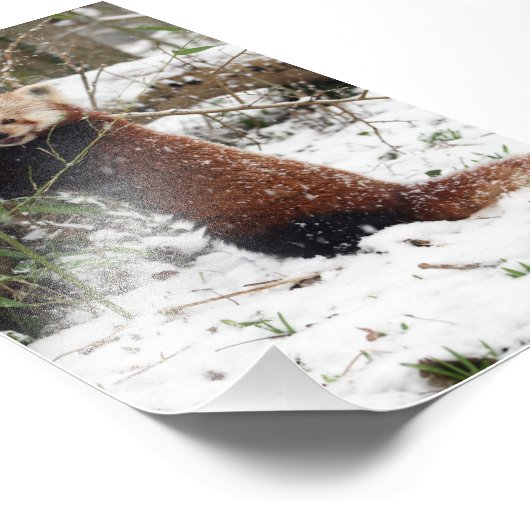 Foto: rode panda foto afdruk (Hoek)