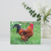 Foto  rood kippenprofiel briefkaart (Staand voorkant)