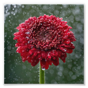 Foto rood water druppeltje afdruk