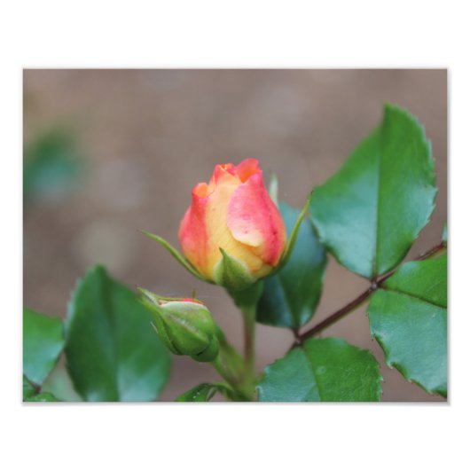 Foto roos Buds afdrukken Afdruk (Voorkant)