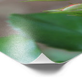 Foto roos Buds afdrukken Foto Afdruk (Hoek)