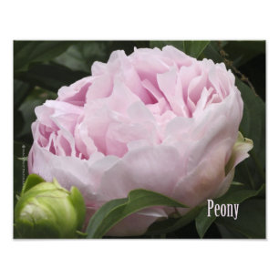 Foto roze pony afdruk