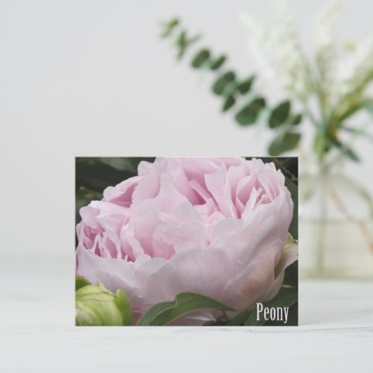 Foto roze pony briefkaart (Staand voorkant)