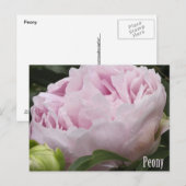 Foto roze pony briefkaart (Voorkant / Achterkant)