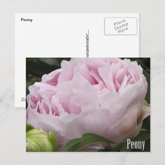 Foto roze pony briefkaart (Voorkant / Achterkant)