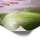 Foto roze pony foto afdruk (Hoek)