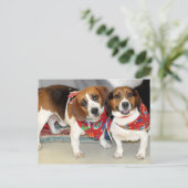 Foto Shelter Beagles Briefkaart (Staand voorkant)