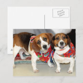 Foto Shelter Beagles Briefkaart (Voorkant / Achterkant)