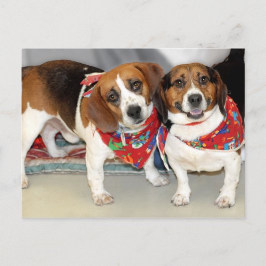 Foto Shelter Beagles Briefkaart (Voorkant)