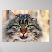 Foto Siberian Cats Poster (Voorkant)
