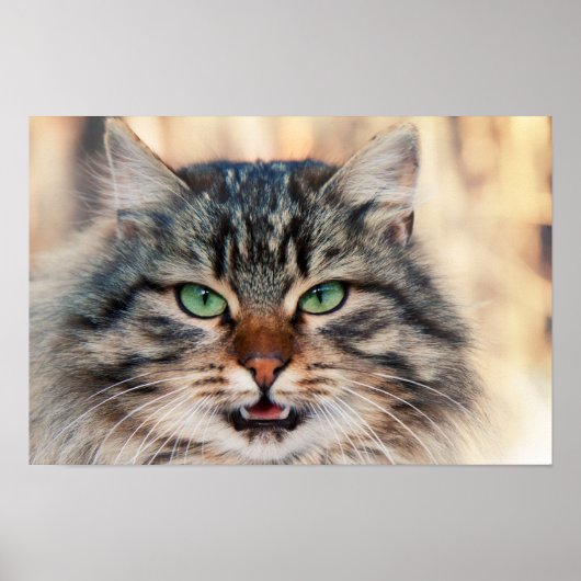 Foto Siberian Cats Poster (Voorkant)