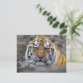 Foto Siberische tijger Briefkaart (Staand voorkant)