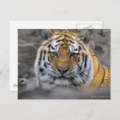 Foto Siberische tijger Briefkaart (Voorkant / Achterkant)