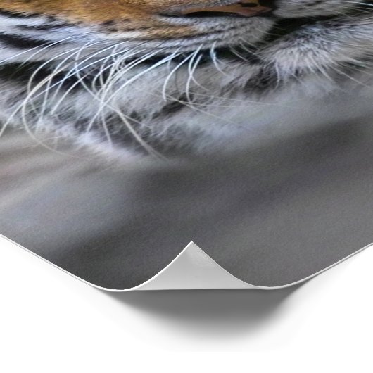 Foto Siberische tijger Poster (Hoek)