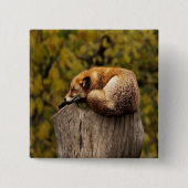 Foto slaapvos vierkante button 5,1 cm (Voorkant)