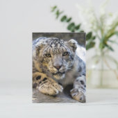 Foto Sneeuwleopard Face Briefkaart (Staand voorkant)