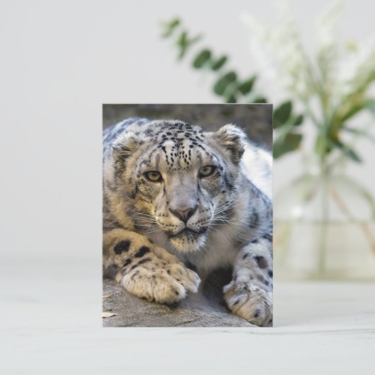 Foto Sneeuwleopard Face Briefkaart (Staand voorkant)