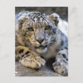 Foto Sneeuwleopard Face Briefkaart (Voorkant)