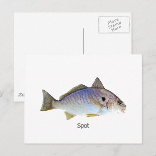 Foto Spot Fish Briefkaart (Voorkant / Achterkant)