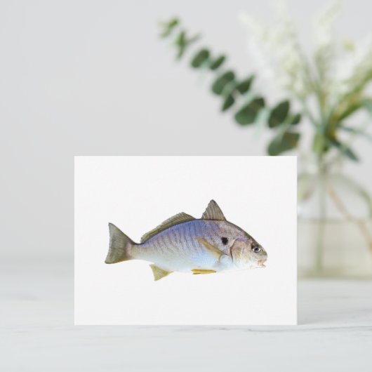 Foto Spot Fish Briefkaart (Staand voorkant)