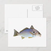 Foto Spot Fish Briefkaart (Voorkant / Achterkant)